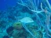 111 - Dive3-1 Elephant Ear Canyon