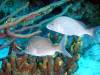 113 - Dive3-1 Elephant Ear Canyon