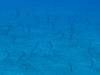 116 - Dive3-1 Elephant Ear Canyon