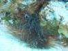 118 - Dive3-1 Elephant Ear Canyon