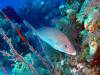 Album: Dive3-2 Elephant Ear Canyon
