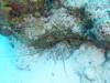 102 - Dive3-2 Elephant Ear Canyon
