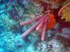 107 - Dive3-2 Elephant Ear Canyon