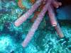 108 - Dive3-2 Elephant Ear Canyon