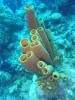109 - Dive3-2 Elephant Ear Canyon