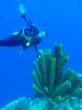 111 - Dive3-2 Elephant Ear Canyon