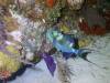 Album: Dive3-5N Magic Mushroom