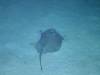 102 - Dive3-5N Magic Mushroom