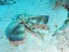 117 - Dive4-2 The Gully