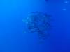 128 - Dive4-2 The Gully