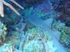 103 - Dive4-3 Spanish Anchor