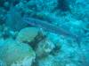104 - Dive4-4 Spanish Anchor