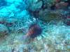 106 - Dive4-4 Spanish Anchor