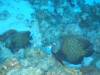 109 - Dive4-4 Spanish Anchor