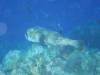110 - Dive4-4 Spanish Anchor