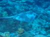 112 - Dive4-4 Spanish Anchor