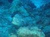 114 - Dive4-4 Spanish Anchor