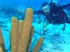 116 - Dive4-4 Spanish Anchor