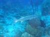 119 - Dive4-4 Spanish Anchor