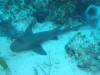103 - Dive5-3 4-Spot