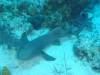 104 - Dive5-3 4-Spot
