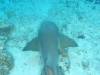 106 - Dive5-3 4-Spot
