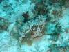 110 - Dive5-3 4-Spot