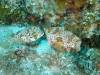 113 - Dive5-3 4-Spot