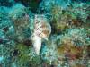 115 - Dive5-3 4-Spot