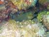 116 - Dive5-3 4-Spot