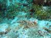 118 - Dive5-3 4-Spot