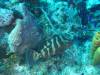 121 - Dive5-3 4-Spot