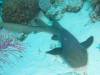 122 - Dive5-3 4-Spot