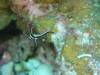 126 - Dive5-3 4-Spot