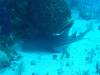 127 - Dive5-3 4-Spot