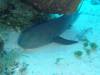 128 - Dive5-3 4-Spot