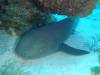 129 - Dive5-3 4-Spot
