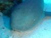 130 - Dive5-3 4-Spot