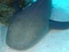 132 - Dive5-3 4-Spot