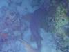 102 - Dive5-5N G-Spot