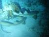 104 - Dive5-5N G-Spot
