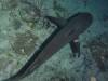105 - Dive5-5N G-Spot