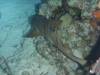 107 - Dive5-5N G-Spot