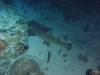 109 - Dive5-5N G-Spot