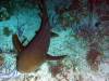 110 - Dive5-5N G-Spot