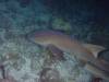 117 - Dive5-5N G-Spot