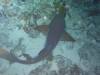119 - Dive5-5N G-Spot