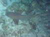 120 - Dive5-5N G-Spot
