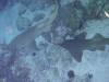 121 - Dive5-5N G-Spot