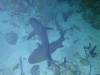 122 - Dive5-5N G-Spot